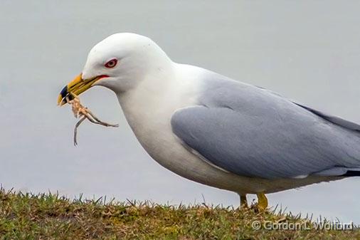 Gull With Lunch_DSCF00786.jpg - Ring-billed Gull (Larus delawarensis) photographed at Ottawa, Ontario, Canada.